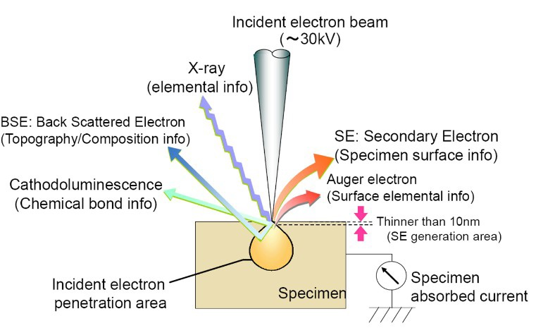 Typical interactions and signals in SEM