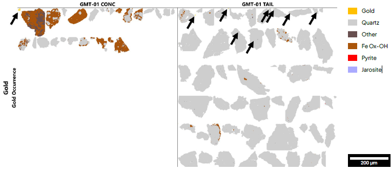 Gold grain occurrences in GMT-01 Concentrate and Tail. Each grid box is 1000 µm × 1000 µm. TIMA measurement resolution = 0.5 µm. Black arrow: Liberated gold.