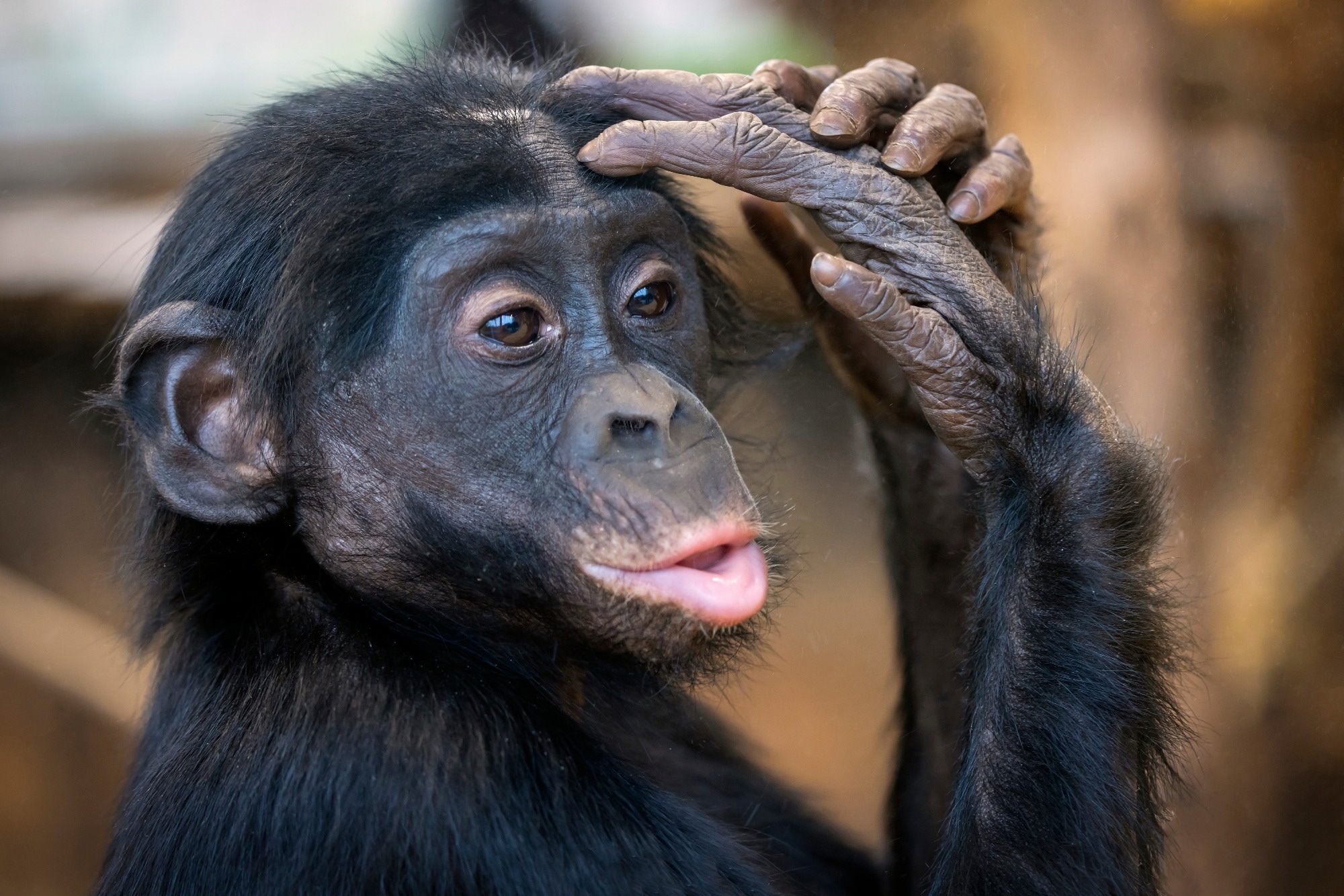 Young bonobo