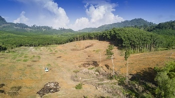 The Drive of Deforestation from Mining Projects