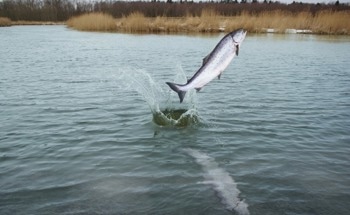 Study Highlights Risks of Mining to Fish in North America and How Policies Can Be Improved