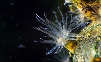 What a 37 % Drop in Seafloor Animals Tells Us About Deep-Sea Mining