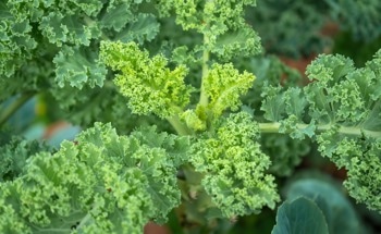 Leafy Vegetables as a Sustainable Mining Tool
