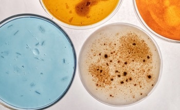 Bioleaching With Microbes: Recovering Critical Minerals From Mine Waste