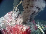 Deep Sea Mining: In Too Deep?