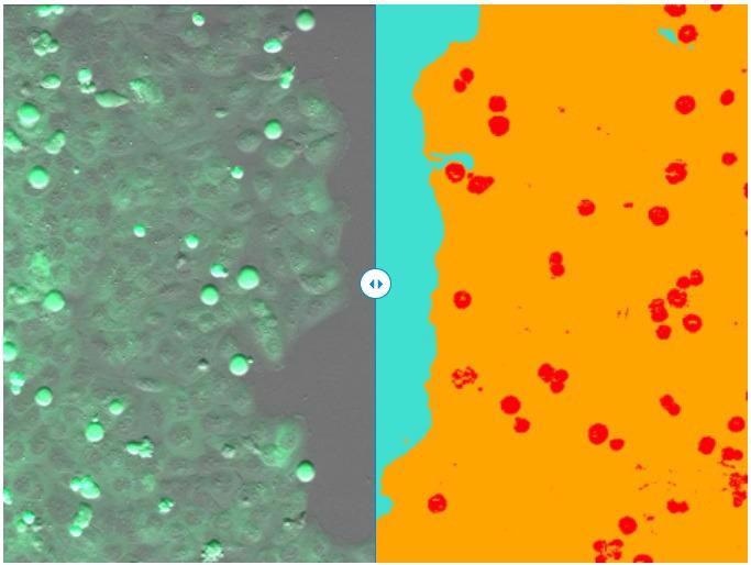 (left) Single frame of recorded time-lapse movie. (right) Segmentation result of ZEN Intellesis - scratch area (turquoise), cell layer (orange), and mitotic cells (red).