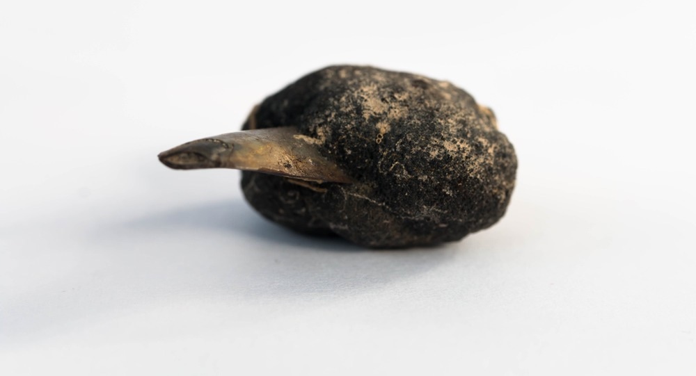 Polymetallic nodules with tooth shark