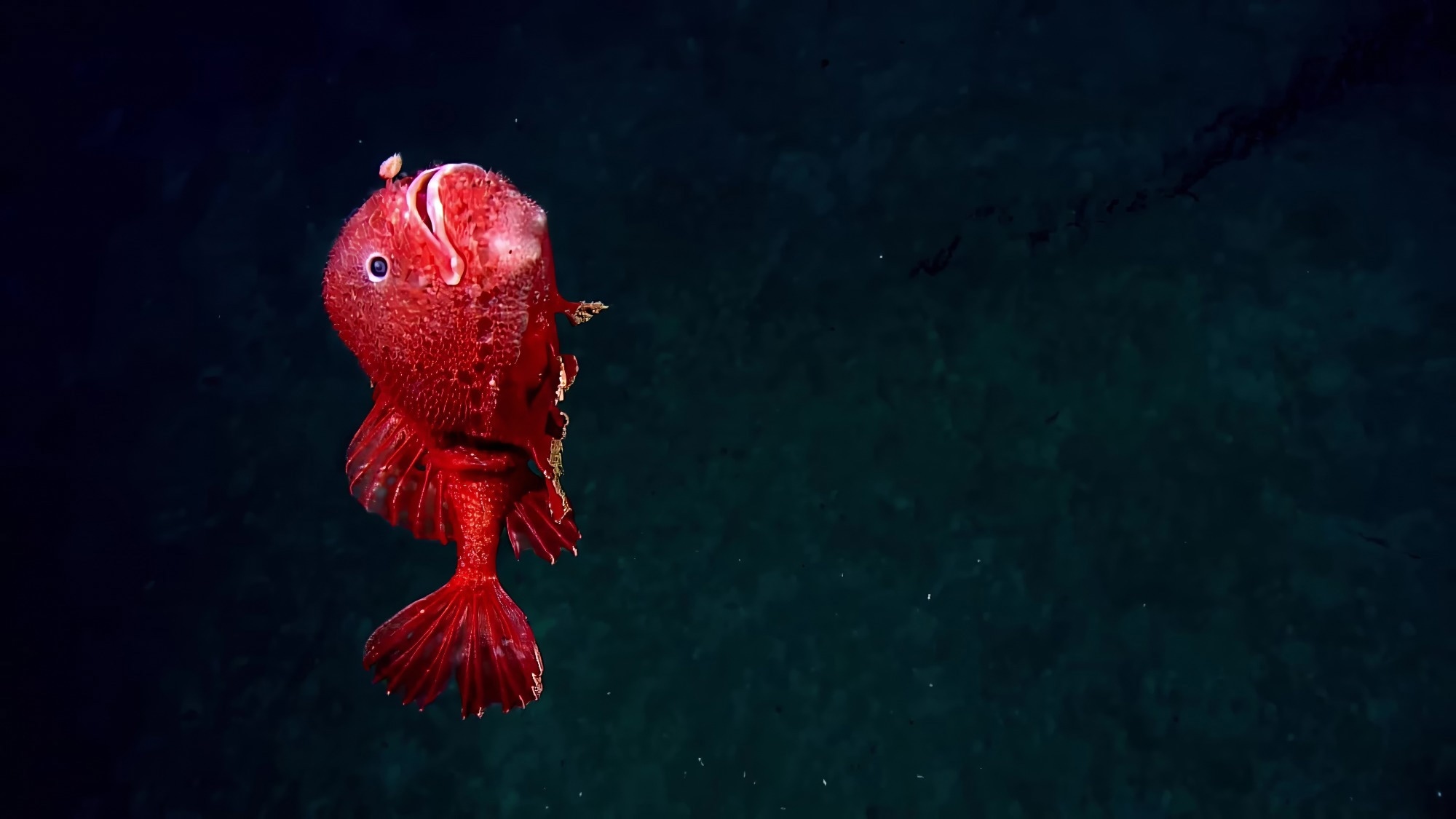 Experimental Mining Triggers Sharp Declines in Deep-Sea Life