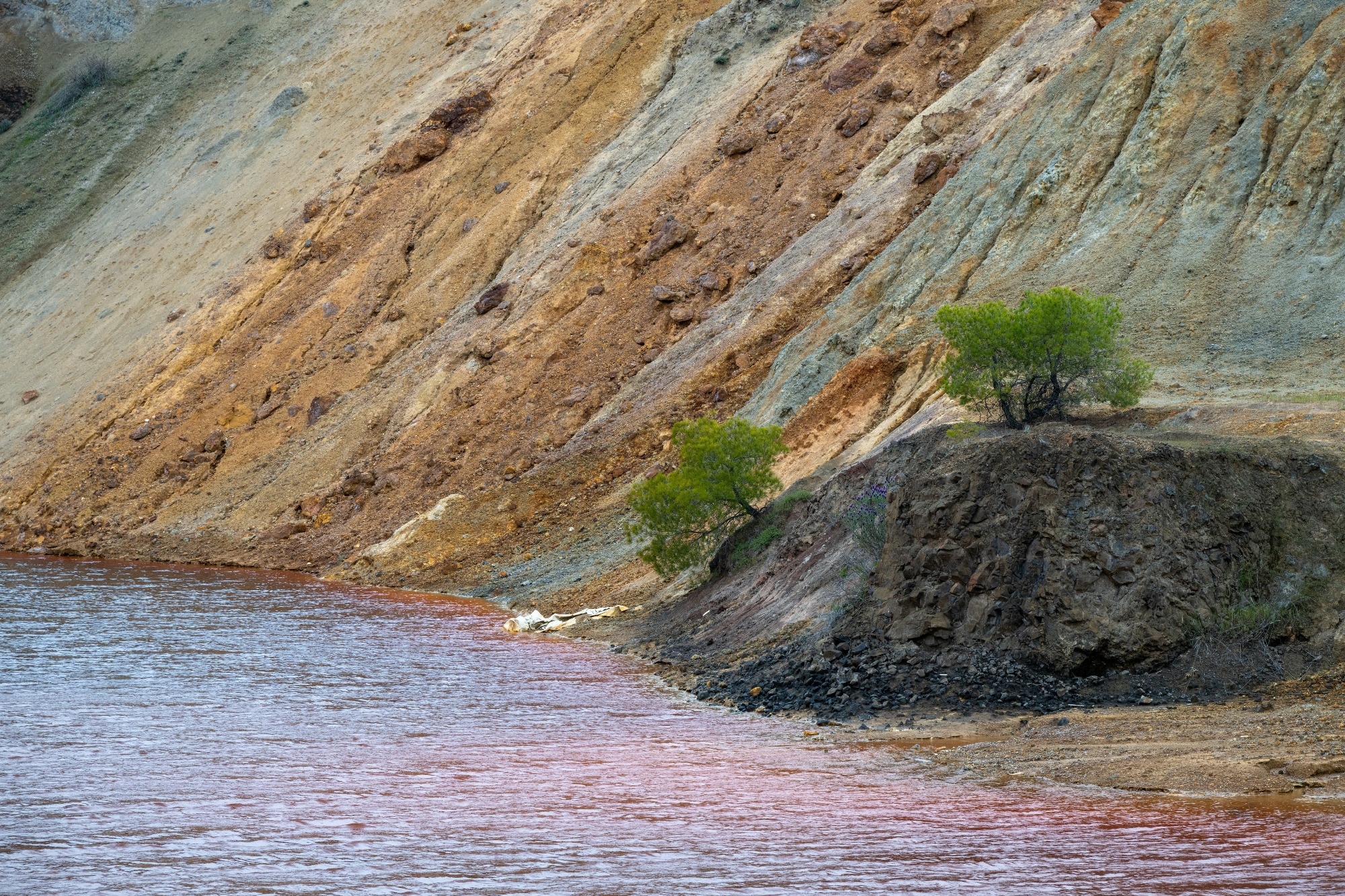 Apatite Interaction Enables Rapid Phosphate Removal in Estuaries