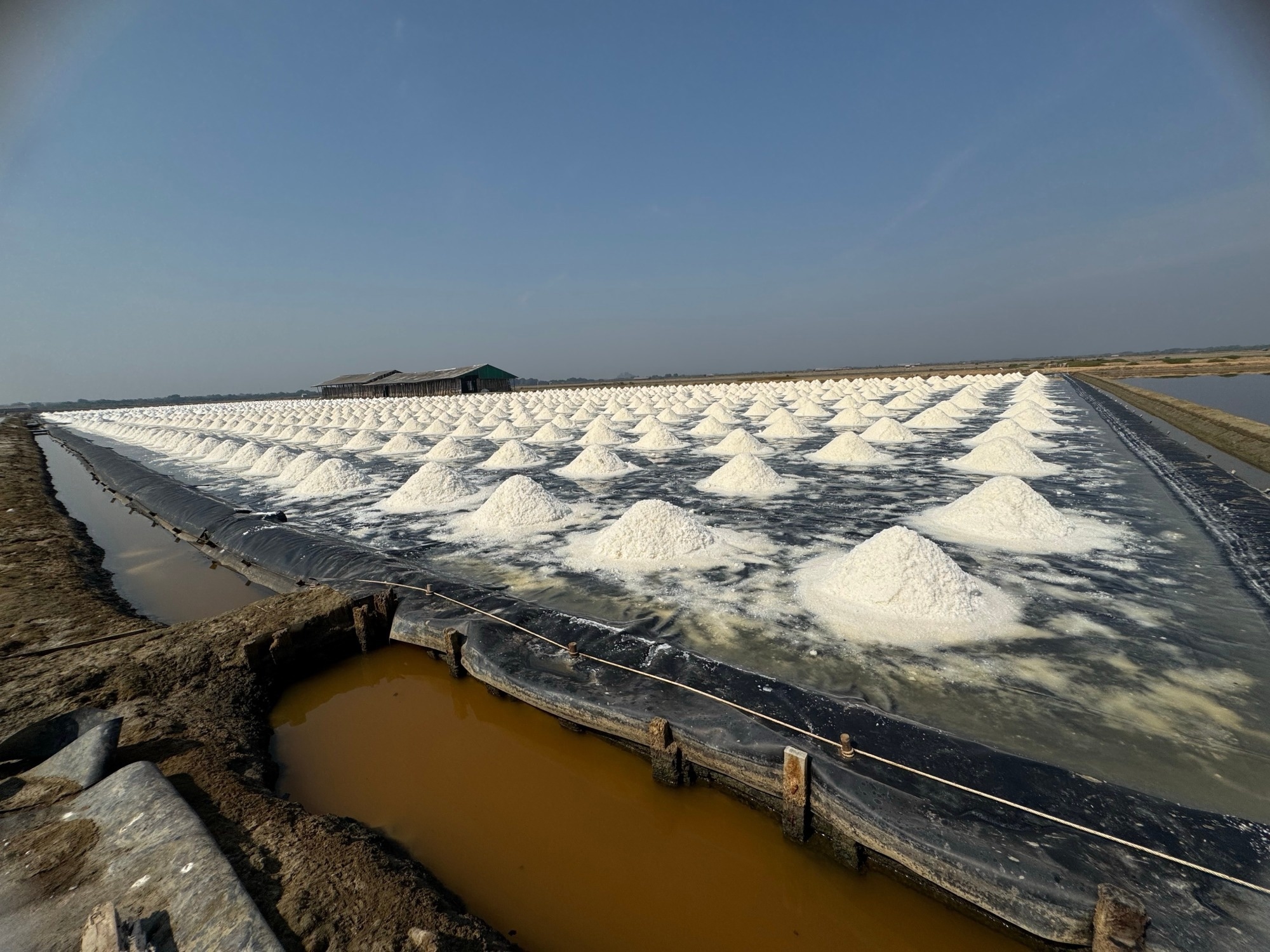 Microalgae Could Help Recover Lithium, Cobalt, and Rare Earth Elements from Mine Wastewater