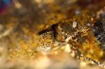 Monarques Releases Results from Phase III Drilling Program at Croinor Gold Project