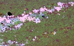 Evidence of Mineral ‘Footprints’ May Point to High-Grade Zinc Deposits in Mcarthur River Zinc Mine