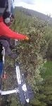 Metal Traces Found in Trees Might Help Discover New Mineral Deposits in British Columbia