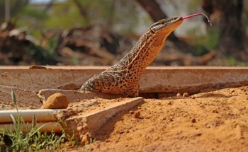 Curtin Study Calls for New Mining Rules to Protect Animals in Site Restorations