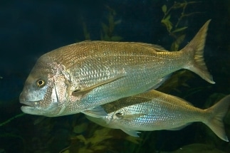 Snapper Stocks, Mine Sites in New Research