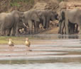 UNESCO Warns Tanzania on Mining Selous Game Reserve