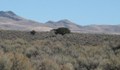 NuLegacy Gold Undertakes Mercury Soil Gas Survey at Red Hill Prospect