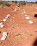 ABM Resources Conducts Phase II Surface Sampling Program at East Side Vein