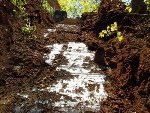 Graphite-Rich Zones Exposed in Trenches at Cavan’s Buckingham Graphite Property