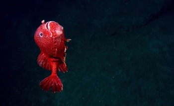 Experimental Mining Triggers Sharp Declines in Deep-Sea Life