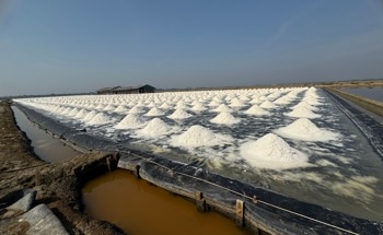 Microalgae Could Help Recover Lithium, Cobalt, and Rare Earth Elements from Mine Wastewater